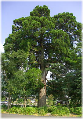 画像:全長寺の一本杉
