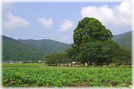 画像:全長寺の一本杉(遠景)