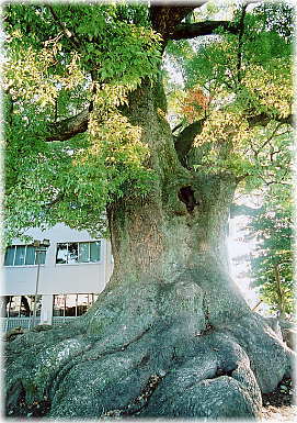 画像:善導寺の大樟_1