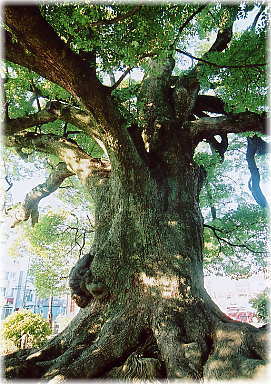 画像:善導寺の大樟_3