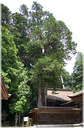 画像:油日神社のコウヤマキ_1