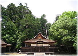 画像:油日神社のコウヤマキ_2