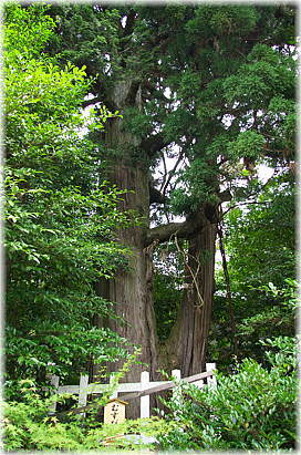 画像:敢國神社のスギ