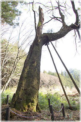 画像:赤沼田のサクラ