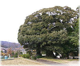 画像:天城神社のシイノキ(全景)