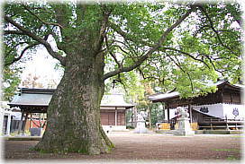画像:荒木神社のクスノキ