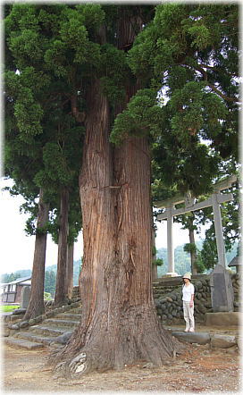 画像:馬場八幡神社のスギ(幹と並ぶ)