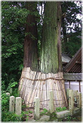 画像:美鹿の神明杉