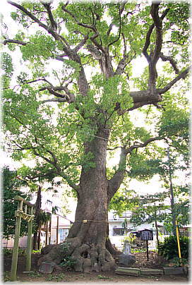 画像:智方神社のクスノキ_1