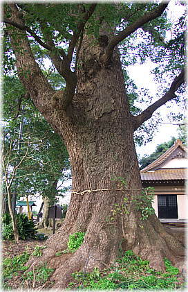 画像:智方神社のクスノキ_2