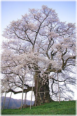 画像:醍醐桜_2