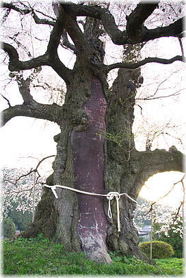 画像:醍醐桜_3