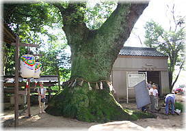 画像:堂ヶ山町神明社のクスノキ(幹と並ぶ)