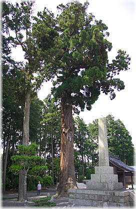 画像:永雲寺のスギ(全景)(幹と並ぶ)