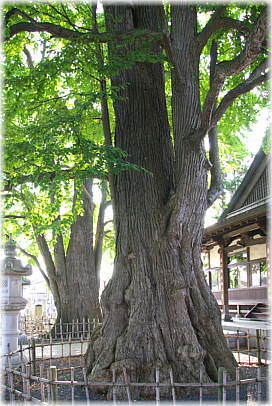 画像:円光寺の夫婦カツラ_1