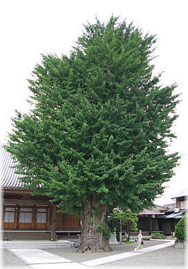 画像:円通寺のイチョウ(全景)(幹と並ぶ)