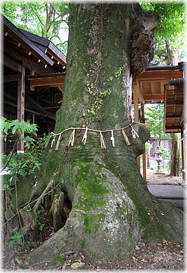 画像:府中神社のケヤキ