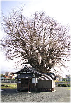 画像:富士岡地蔵堂のイチョウ(全景)