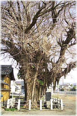画像:富士岡地蔵堂のイチョウ