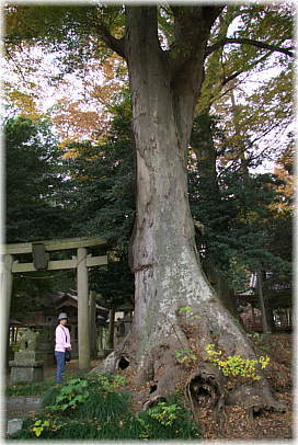 画像:藤岡神社のけやき(幹と並ぶ)