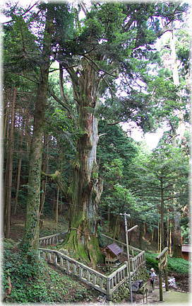 画像:福王神社の御神木