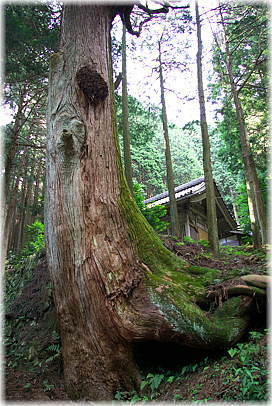 画像:福王神社のスギ