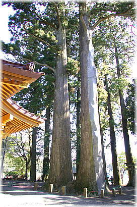 画像:川柳の扶桑樹