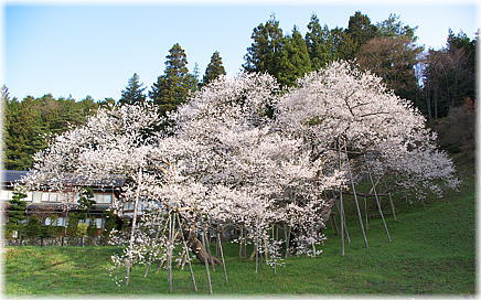 ç»åï¼è¥é¾æ¡ï¼å¨æ¯ï¼