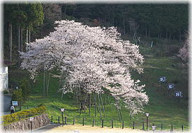 画像:臥竜桜(全景2)