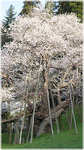画像:臥龍桜