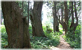 画像：幻想の森のスギたち（その１）