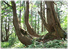 画像:幻想の森のスギたち(その3)