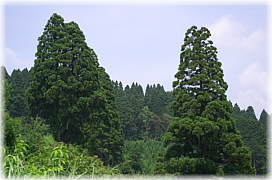 画像:幻想の森遠望