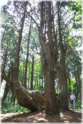 画像：幻想の森の大杉（幹と並ぶ）