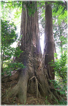 画像:嶬峨八坂神社のスギ