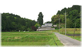 画像:嶬峨八坂神社のスギ(遠景)