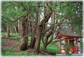 画像:玉桂寺コウヤマキ_1