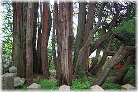 画像:玉桂寺コウヤマキ_2