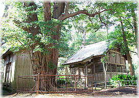 画像:八幡神社のイスノキ_2