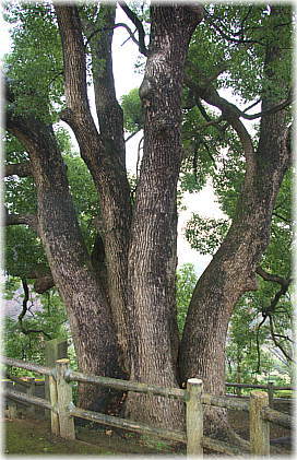 画像:八幡山のクスノキ