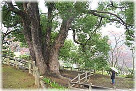 画像:八幡山のクスノキ(幹と並ぶ)