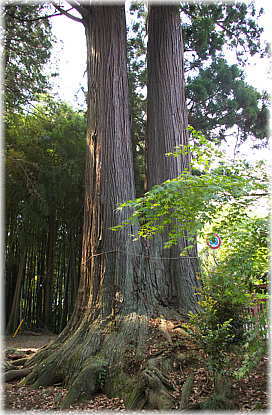 画像:羽梨山神社のスギ