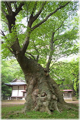 画像:八柱神社のケヤキ_1