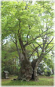 画像:八柱神社のケヤキ_2