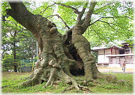 画像:八柱神社のケヤキ_3