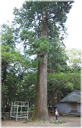画像:原地神社のスギ(幹と並ぶ)