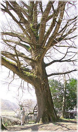 画像:初和の銀杏(幹と並ぶ)