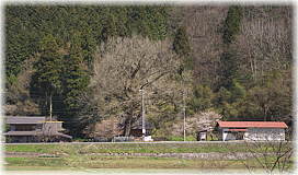画像:初和の銀杏(遠景)