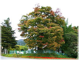 画像:速素戔嗚神社のケヤキ(全景)
