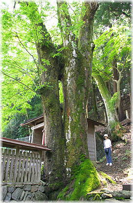 画像:樋田神明神社のケヤキ(幹と並ぶ)